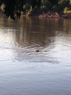 hippo river