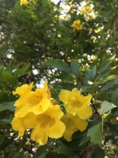 yellow blooms